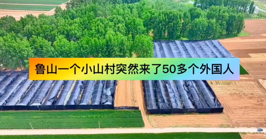 國際友人參觀考察河南康力加靈芝種植基地